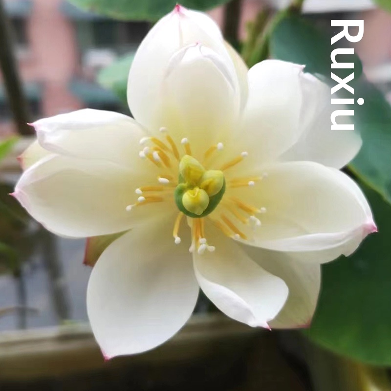 Water lily lotus seeds for home gardening - Product view 9