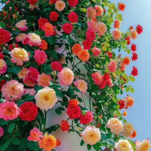 Climbing Vine Chinese Rose Rose Flowering Species Seed Rose Seed Flowering Species - Main product view